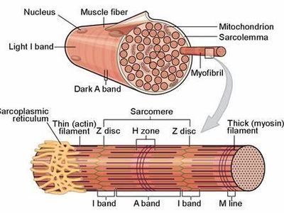 What is the main function of fiber in the body?