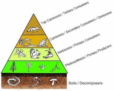 Which of the following is not a biotic factor in an ecosystem?