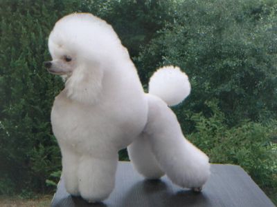 What breed is this?