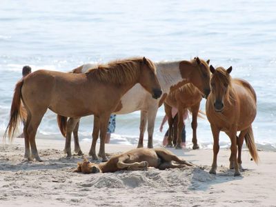 when a horse has a red bow in its tail what does it mean?