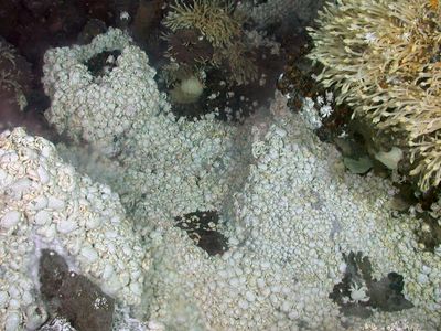 Deep-ocean hydrothermal vents have been found to have what kind of ecosystem?