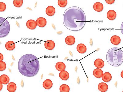 What gives blood its red color?