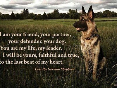 True or False?: The German Shepard was founded in German.