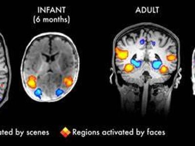 What percentage of a child's brain develops by the age of five?