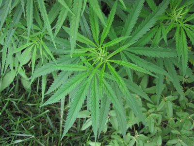 What is the main method of cultivation for marijuana plants?