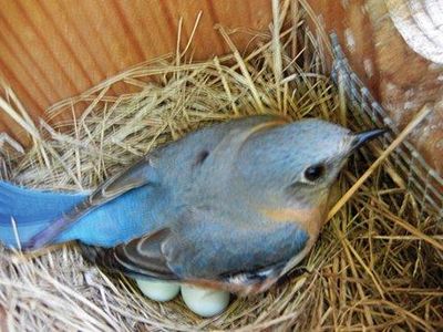 Who is the mother to Stanley's chicks?