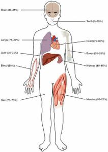 What percentage of the human body is water?