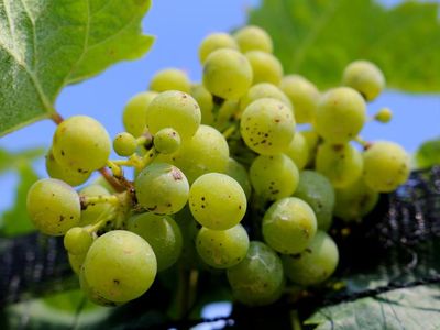 Which grape variety is commonly used in making Sauvignon Blanc wines?