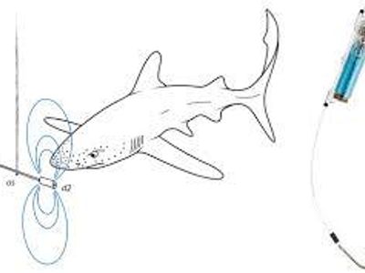 How do sharks detect prey using the Earth's magnetic field?