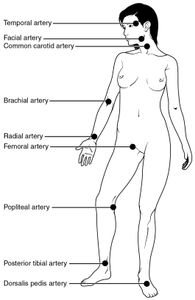 Which of these is not a type of pulse?