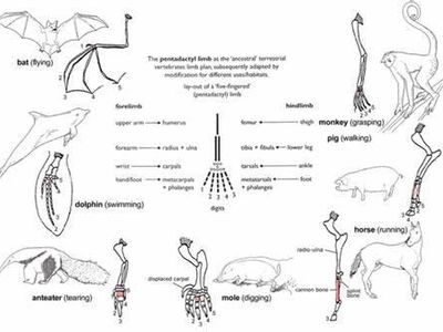 Which of the following is NOT a piece of evidence supporting evolution?