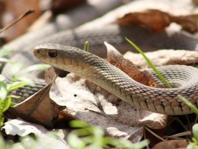 Which continent from here has the most snake species?