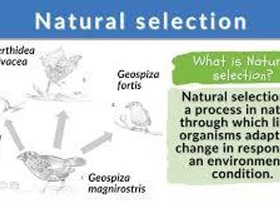 What is the term for a trait that improves an organism's ability to survive and reproduce?