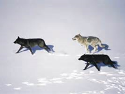 Are these wolves hunting, playing or travelling?