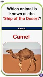 Which animal is often referred to as the 'Ship of the Desert'?