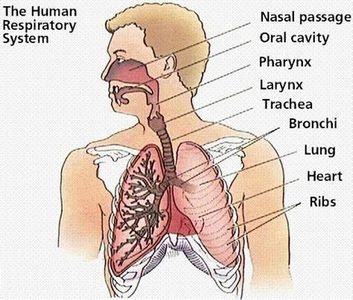 What is the primary function of the respiratory system?