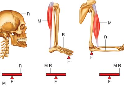 What is the best way to avoid knee pain caused by overusing muscles or ligaments?