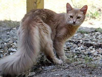 Very intelligent breed, sometimes called the fox-cat.