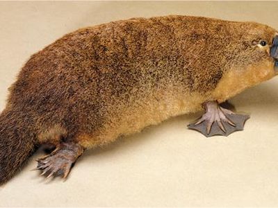 A male platypus has enough venom to kill a ______