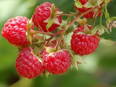 Raspberry: