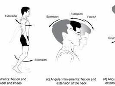 Which movement involves hanging from a pull-up bar and bringing your knees to your chest?