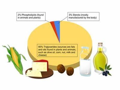 Which type of fat should be limited in a healthy diet?