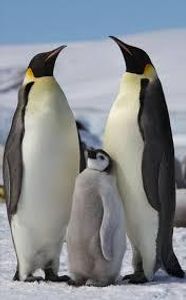 What is the largest living species of penguin?