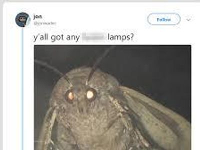 Which meme features a moth with a strong attraction to what object?