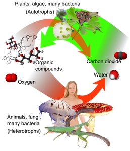 Where does most of a plant’s respiration occur?