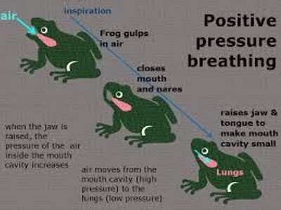 How do frogs typically breathe?