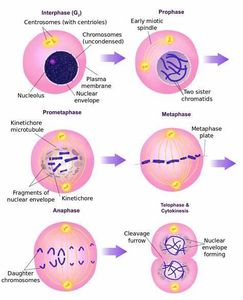 What is the process of cell division called?