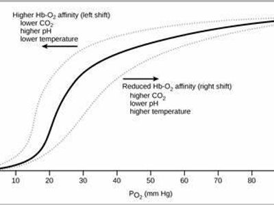 Which mineral is essential for oxygen transport in the blood?