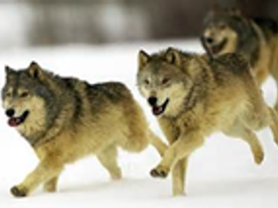 Are these wolves hunting, playing or travelling?