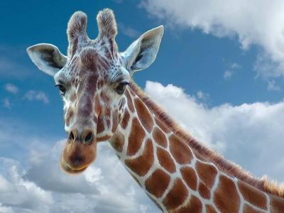 How many bones are there in a giraffe's neck?