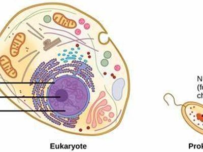 Which organelle is responsible for storing genetic information?