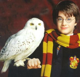 What is the name of Harry's owl?