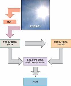 What is the primary source of energy in most ecosystems?