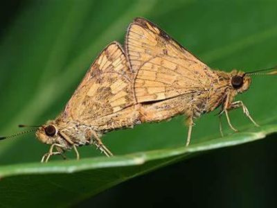 What adaptation do moths have which helps them keep hidden from predators?