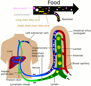 What is the main hydrocarbon found in dietary fat?