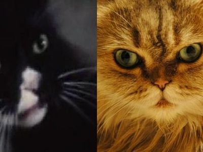 In The Hunger Games movie, Buttercup (the cat) is black, in Catching Fire, the movie, Buttercup is orange. What color is Buttercup in the books?