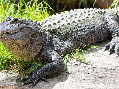 What age can an alligator live up to?