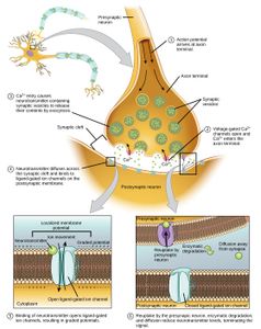 What does a neurotransmitter do?