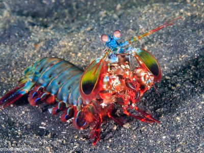 Peacock mantis shrimp