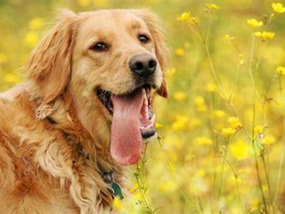 Golden retriever: sweet, dorky, energetic