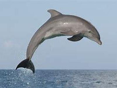 Dolphin