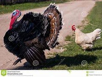 Turkeys