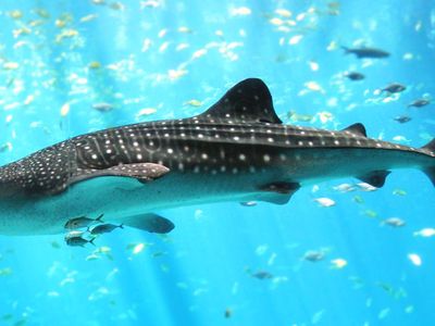 Whale shark