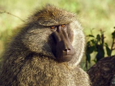 baboon