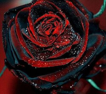 Black rose