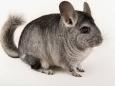 Chinchilla